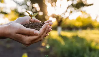 Hand holding a small plant in soil