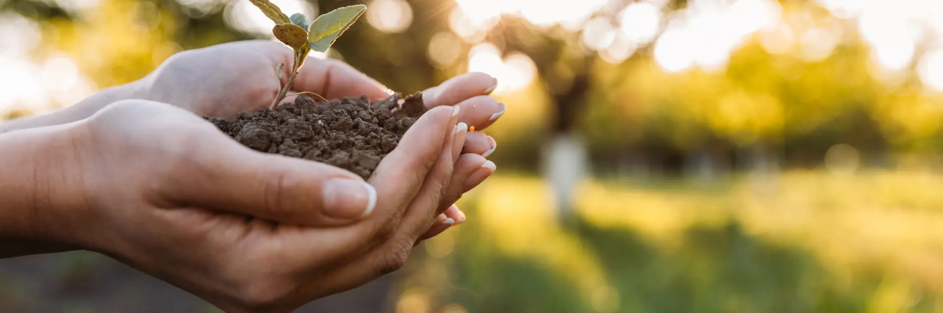 Hand holding a small plant in soil