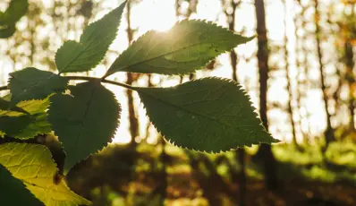 Beyondly-leaf-sunshine