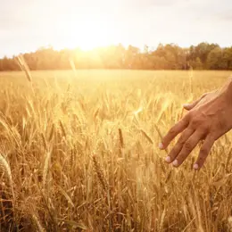 Hand brushing through wheatfield with the sun shining