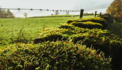 Beyondly-estate-wall-fence-moss