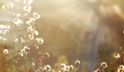 Flowers with sun shining