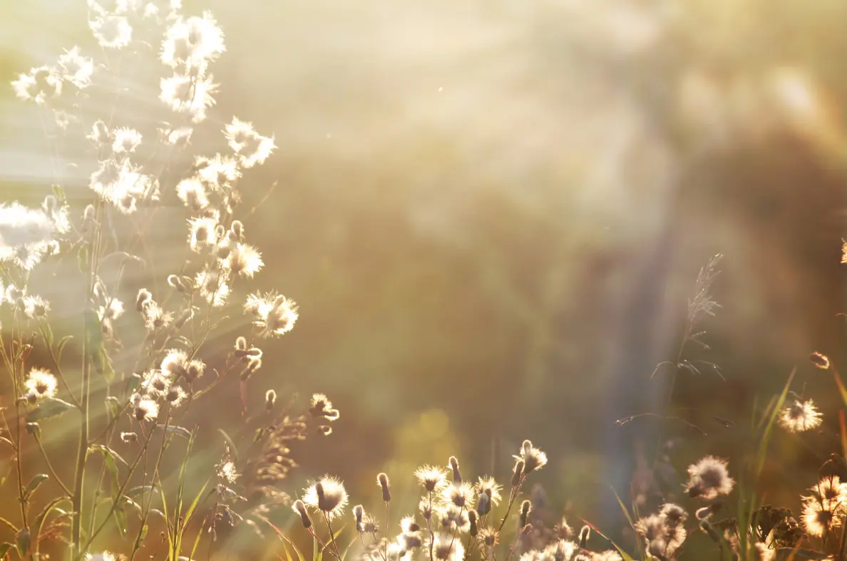 Flowers with sun shining