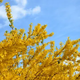 Yellow Trees