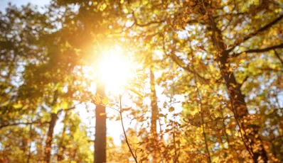 Sun shining through trees