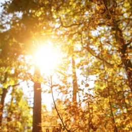 Sun shining through trees