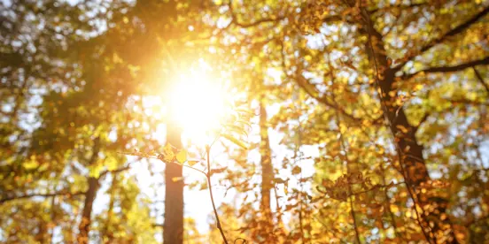 Sun shining through trees