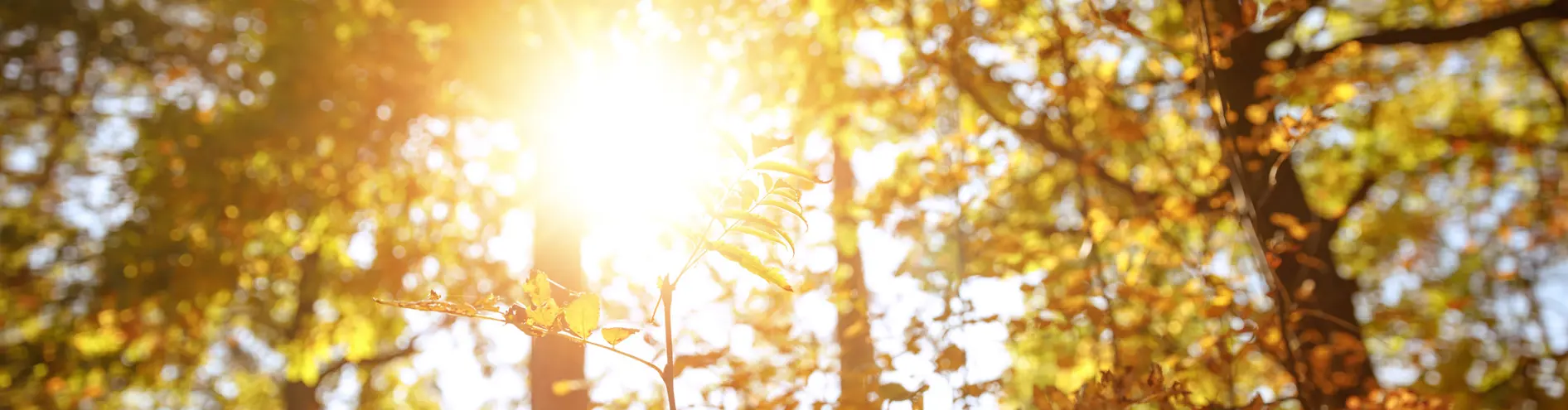 Sun shining through trees