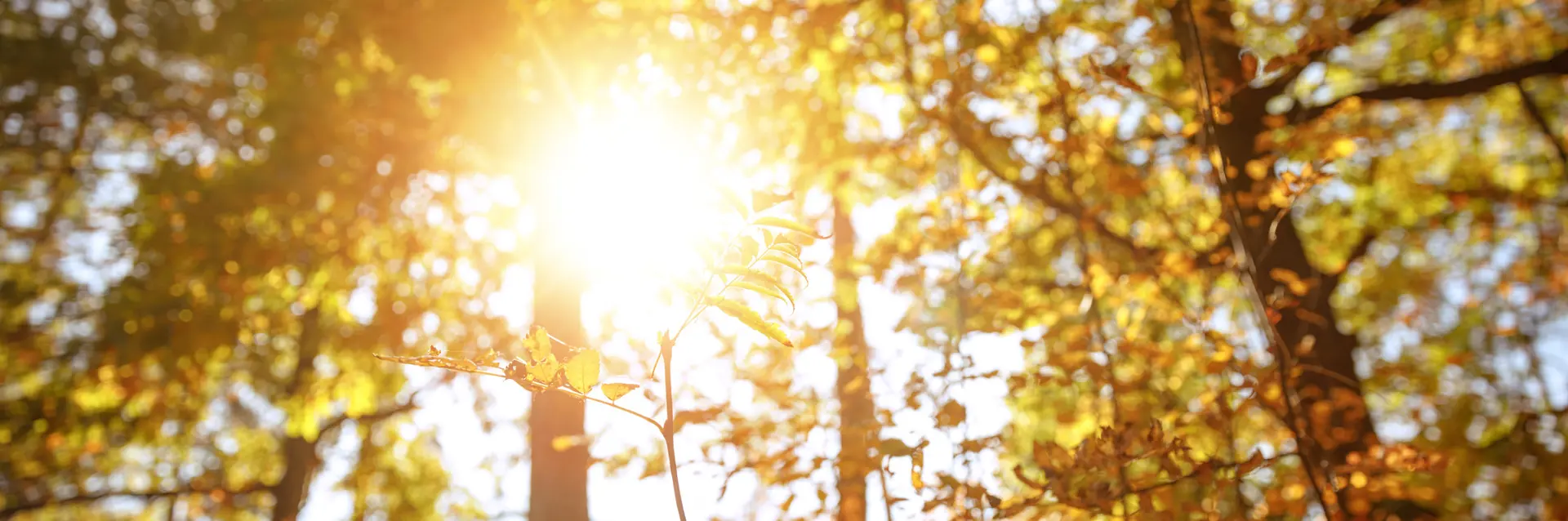 Sun shining through trees