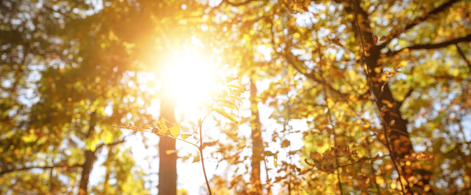 Sun shining through trees