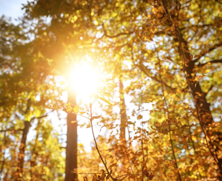 Sun shining through trees
