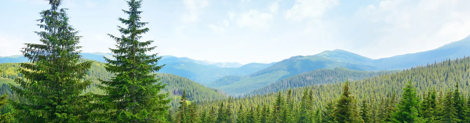 Forest And Sky