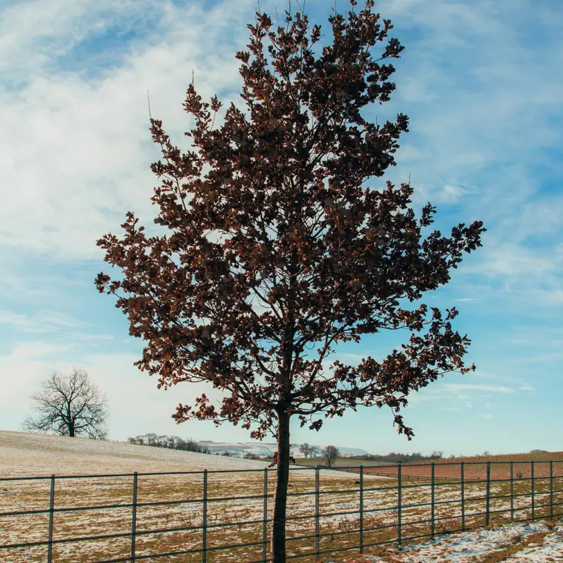 Beyondly-estate-autumn-tree-portrait