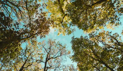 Beyondly-estate-trees-looking-up
