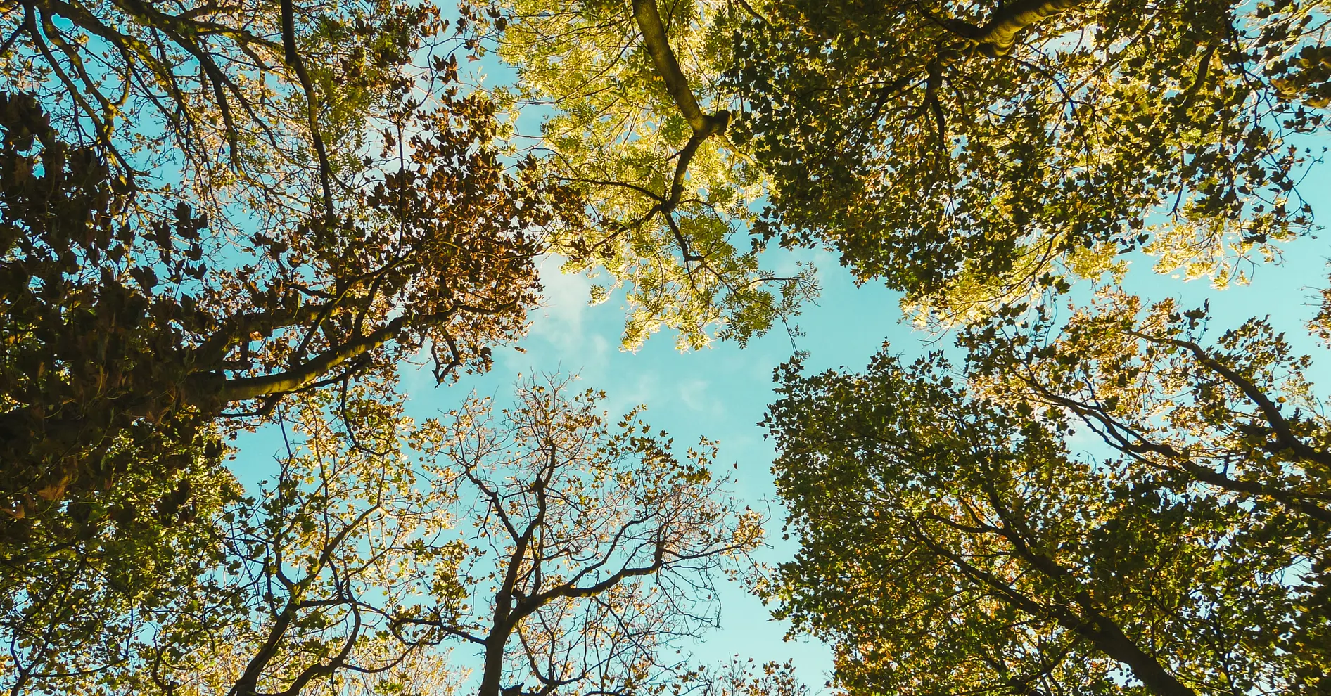 Beyondly-estate-trees-looking-up