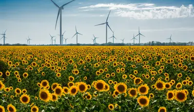 Field of sunflowers with wind turnbines in the background  