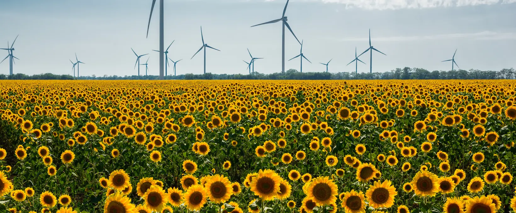 Field of sunflowers with wind turnbines in the background  