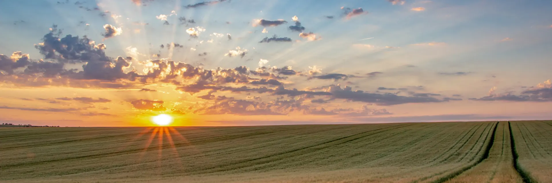 Wheat Field And Sunset