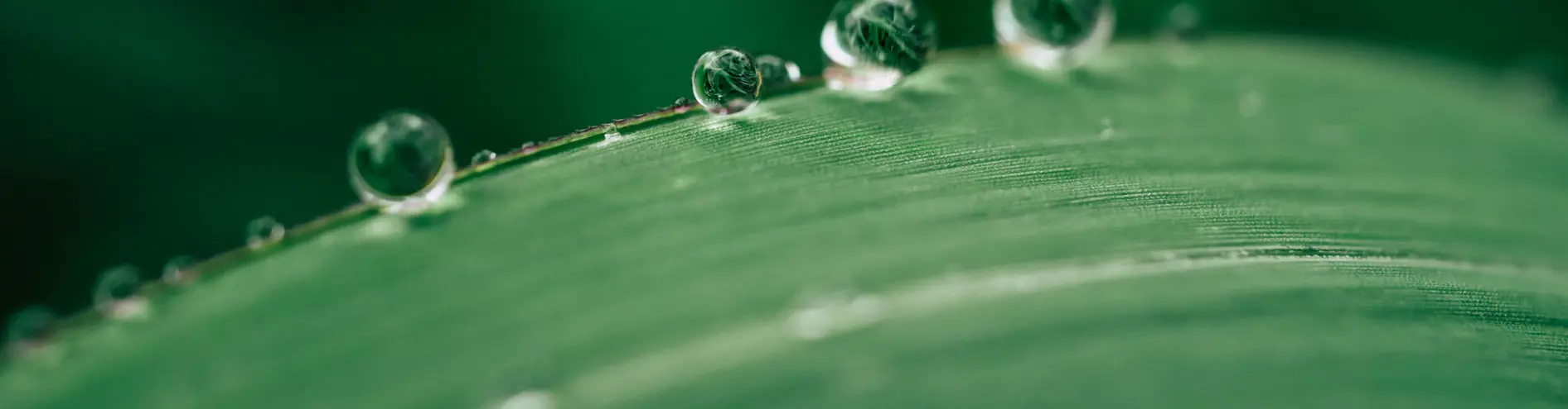 Zoomed in photo of water droplets on a leaf 