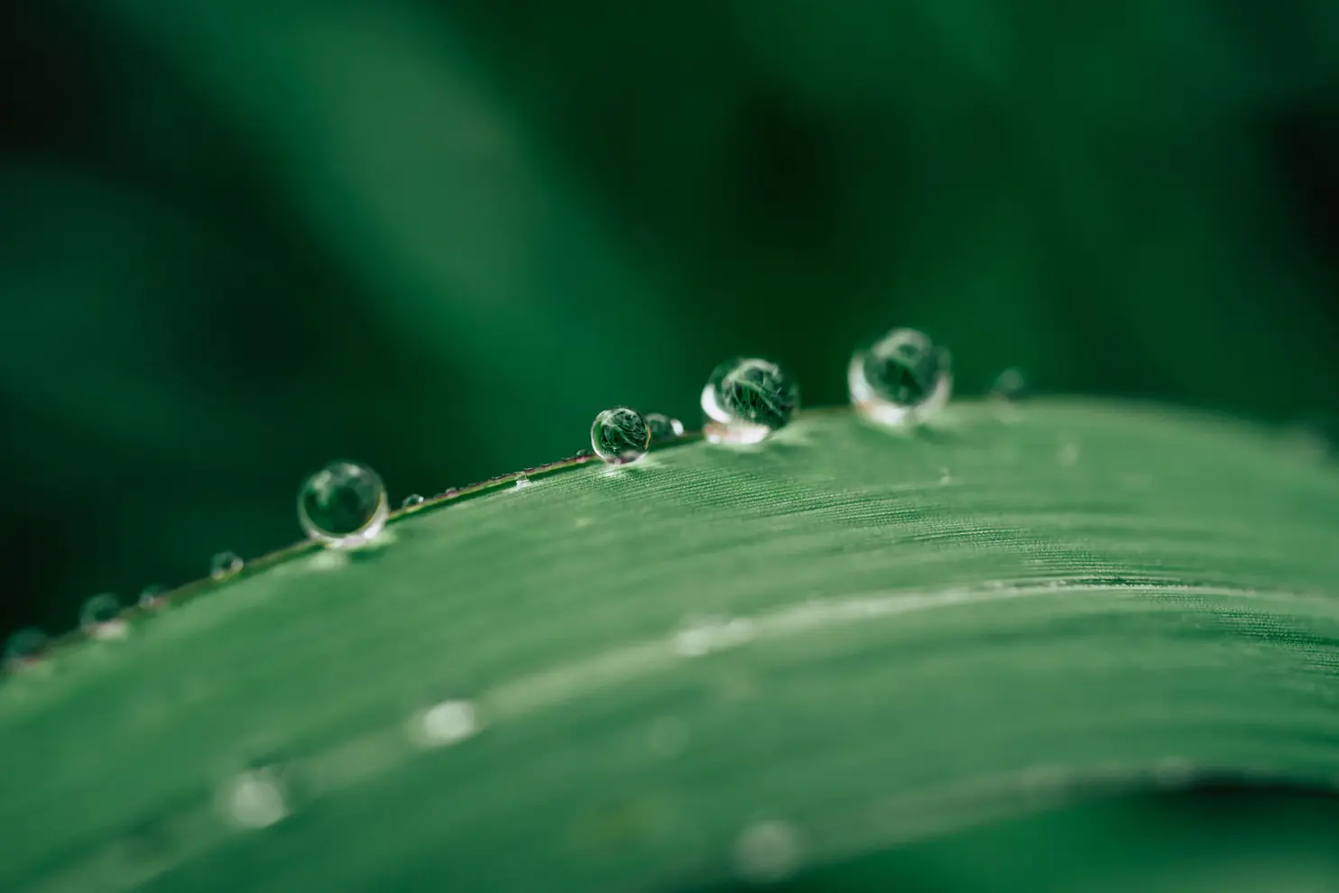 Zoomed in photo of water droplets on a leaf 