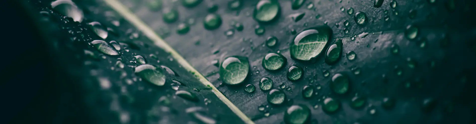 Rain drops on a leaf