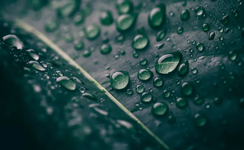 Rain drops on a leaf