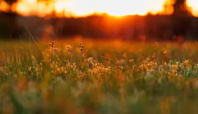 Red sunset & Flowers 