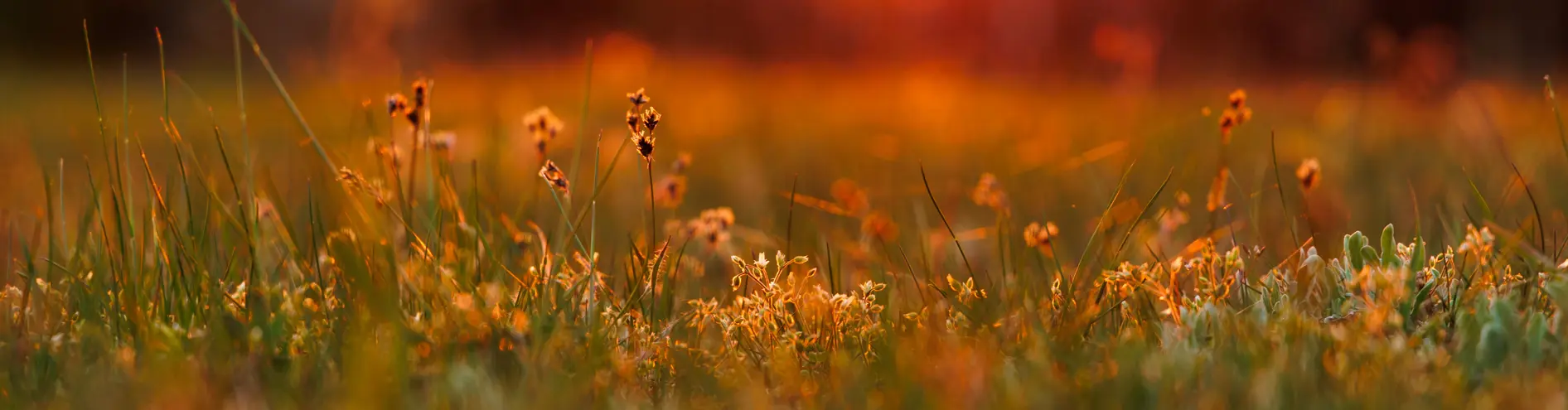 Red sunset & Flowers 