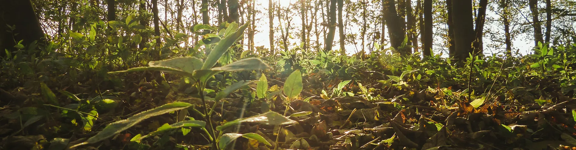 Beyondly-forest-floor