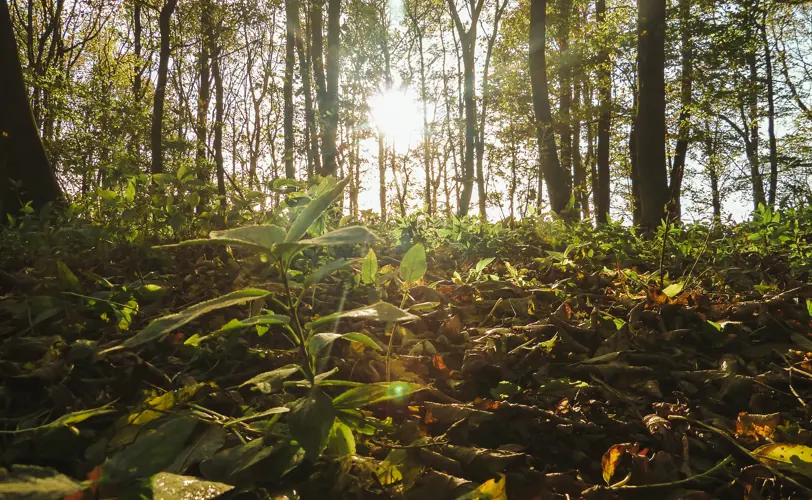 Beyondly-forest-floor