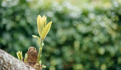 Big changes ahead for B Corp Certification