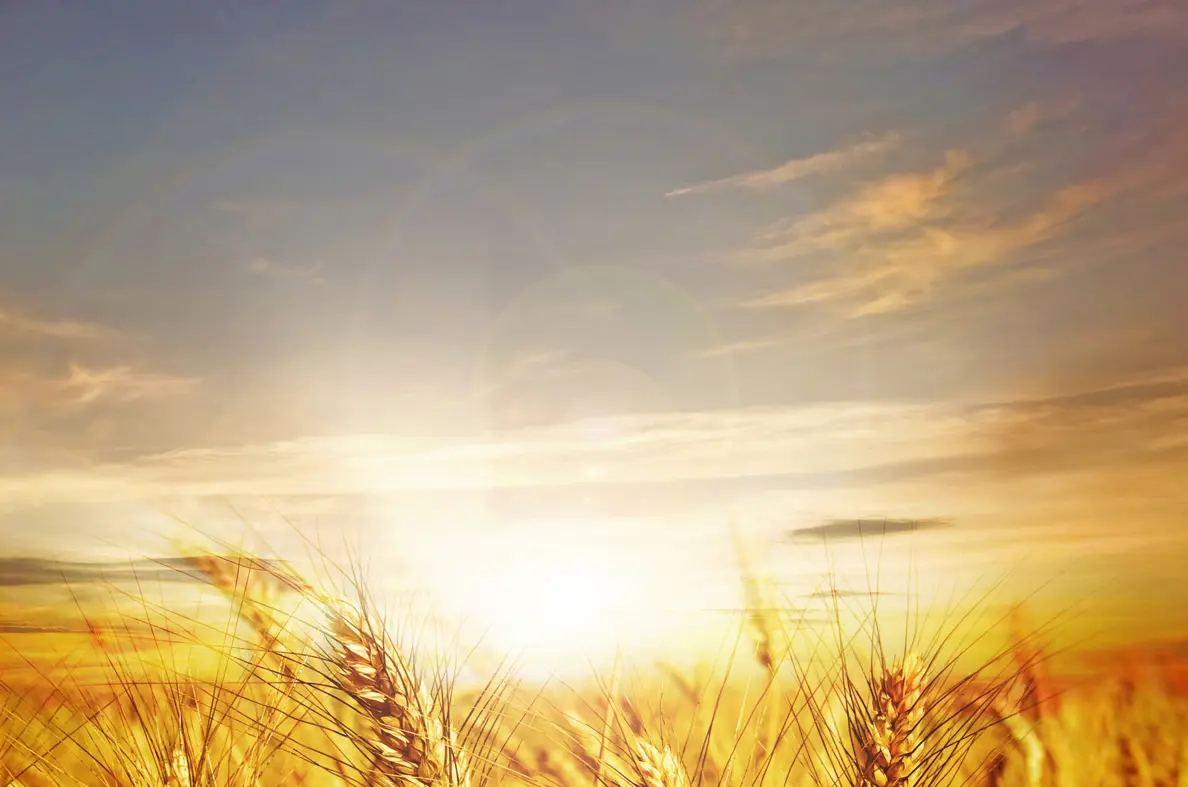 Wheatfield 2