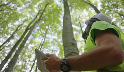 Man wearing PPE looking up at trees in a wood