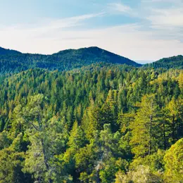 Forest with skyline