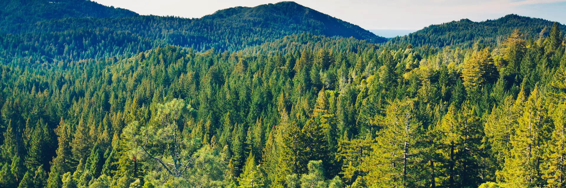 Forest with skyline