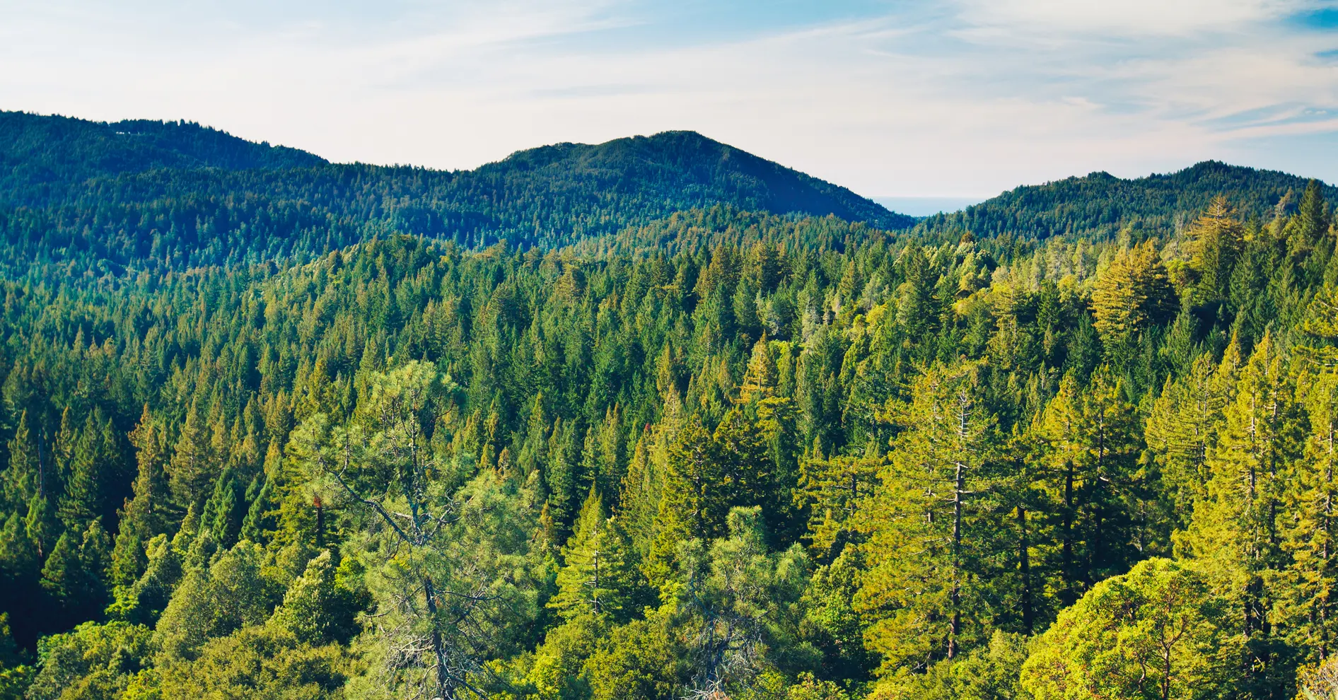 Forest with skyline