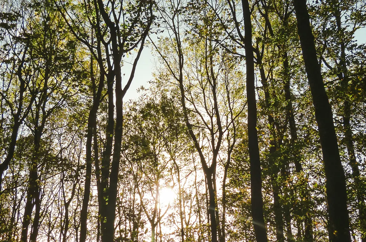 Beyondly-estate-trees-portrait