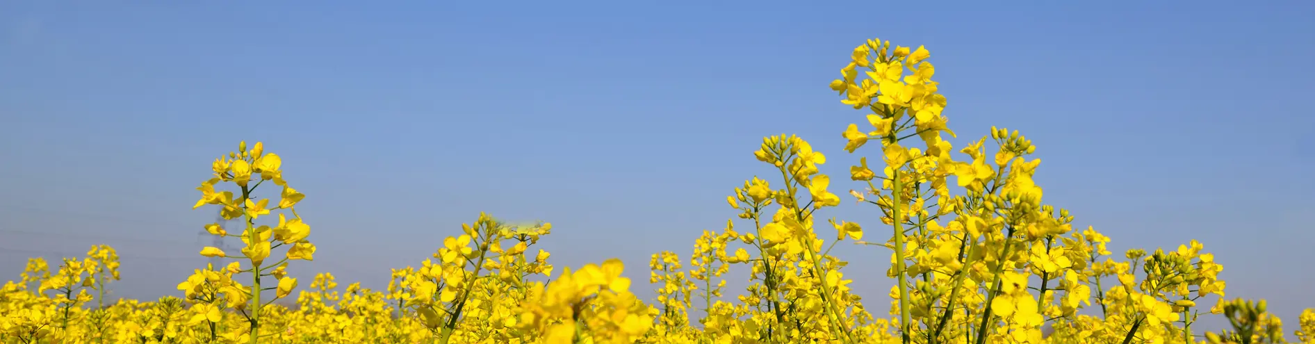Buttercups