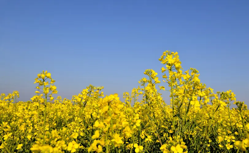 Buttercups