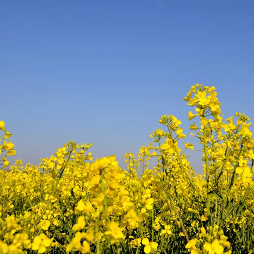 Buttercups