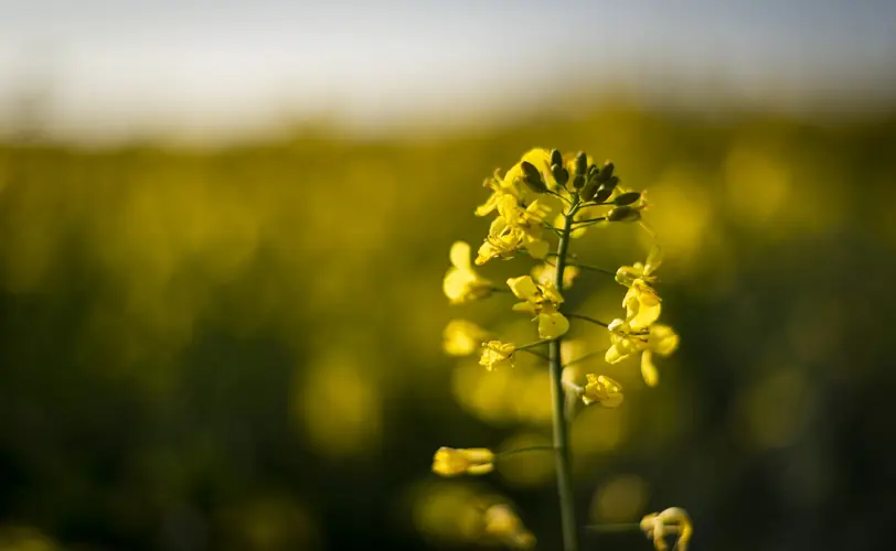 Closeup Canola Surrounded By Greenery Field Sunlight With Blurry