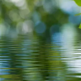 Horizontal photo of a river with leaves showing 