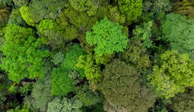 Trees