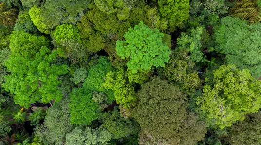 Trees