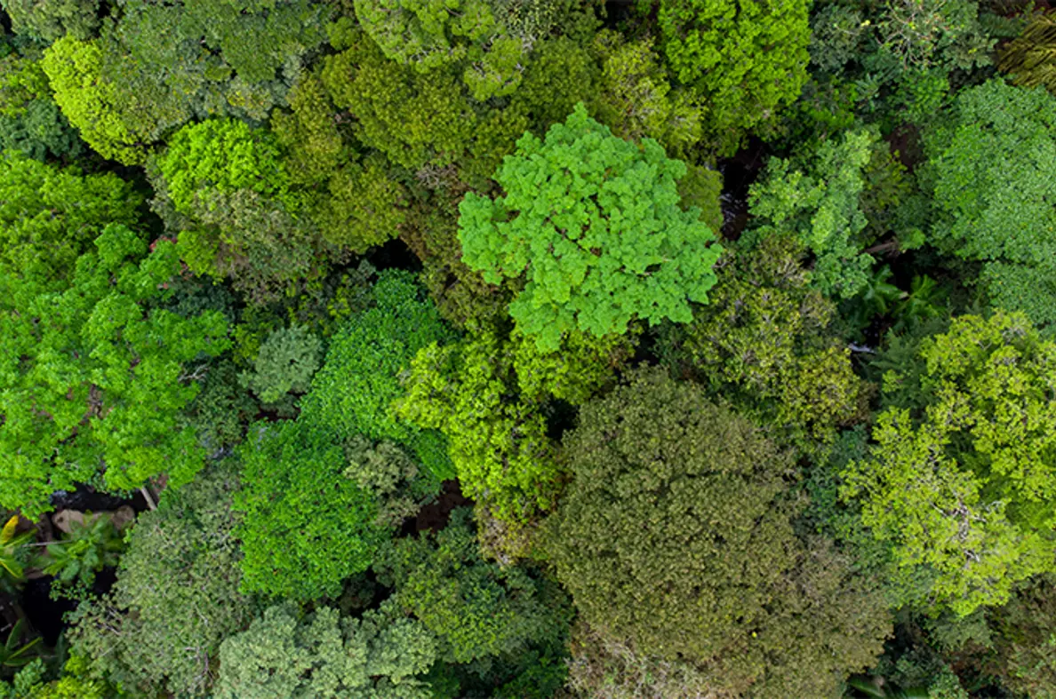 Trees