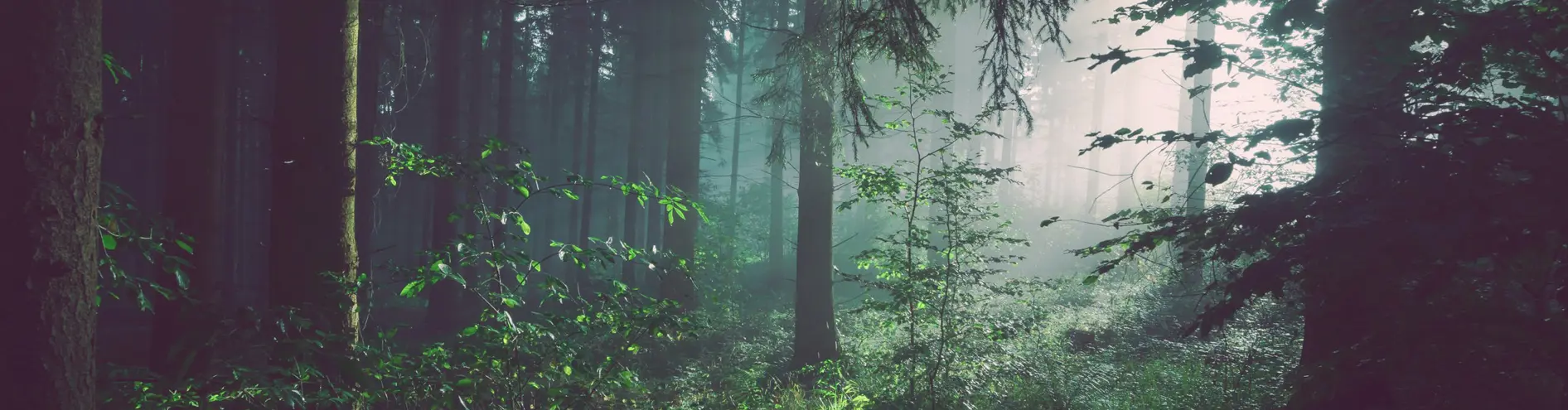 Beyondly Forest Hero Image